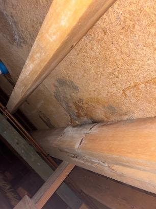 Mould growth spreading across subfloor joists beneath a timber floor