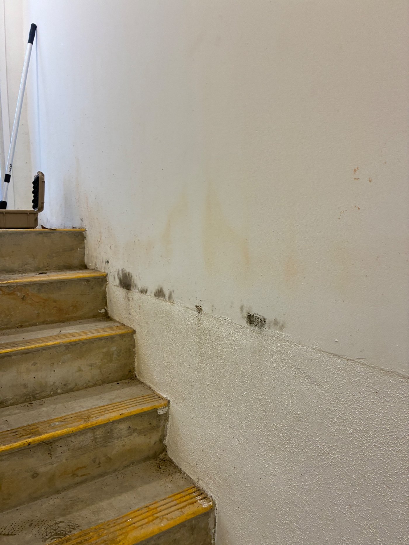 The stairwell. Growth running along the wall at the stair line, following the path the water took down through the shaft.