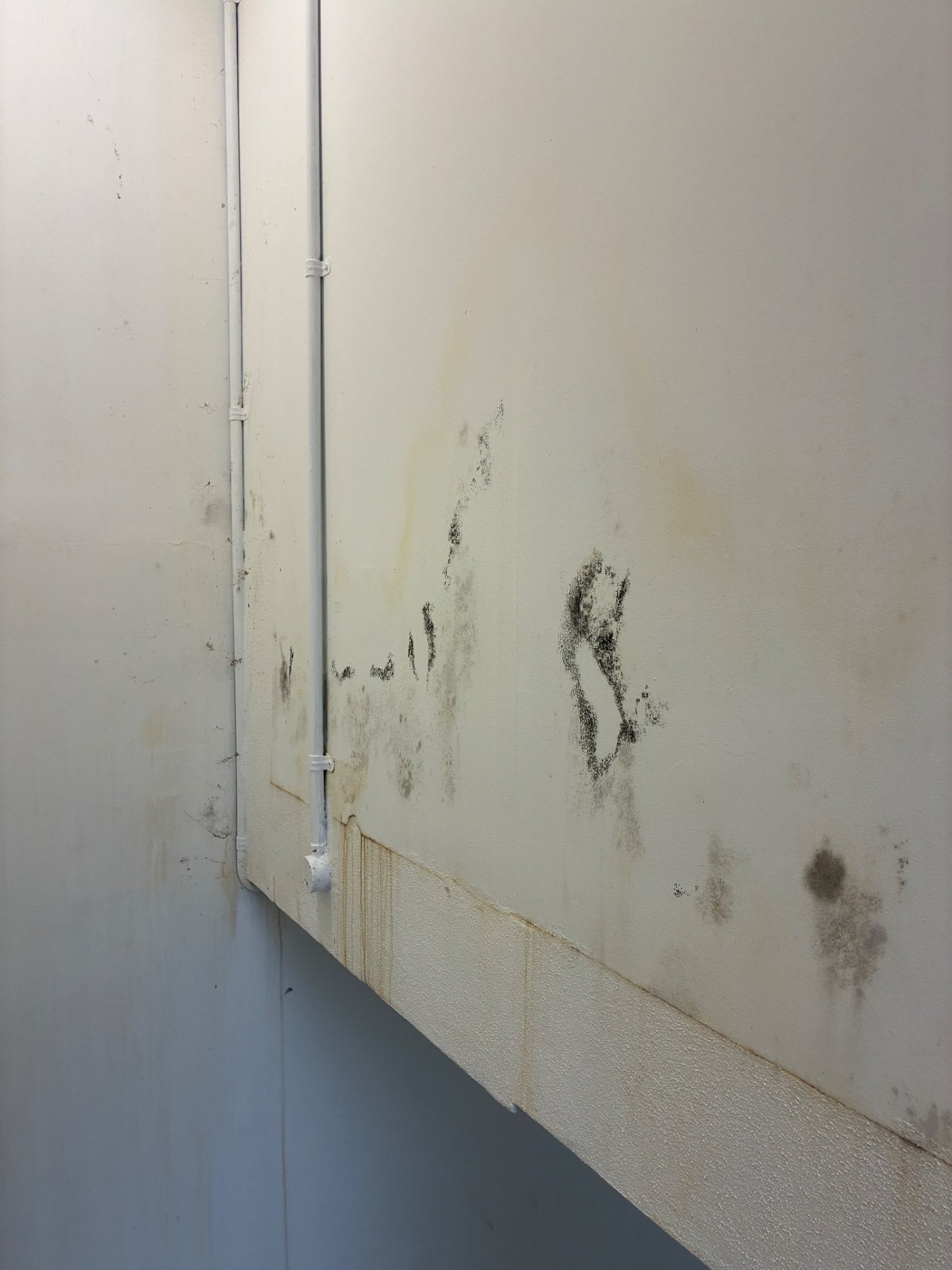 Growth spreading out across the wall above the floor junction, well beyond the joint itself.